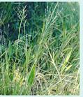 torpedograss